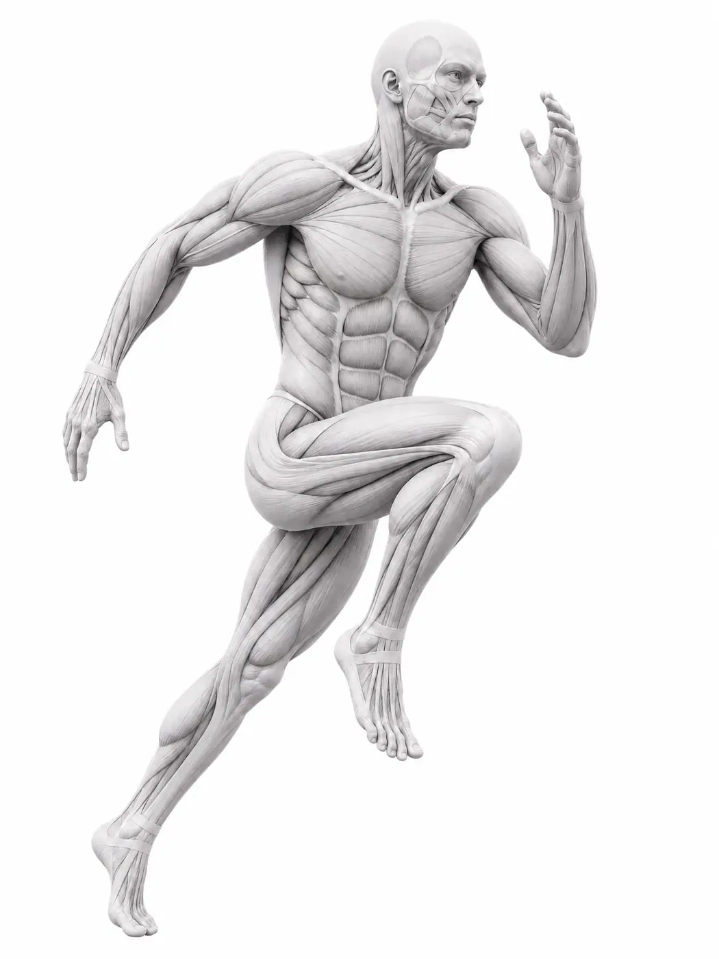 Schoon 3D Lichaamsfiguur Sportmedischnetwerk